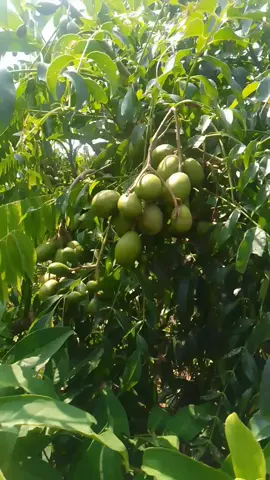 pohon kedongdong Bangkok cepat berbuah buah koleksi di rumah sangat menarik # go green #