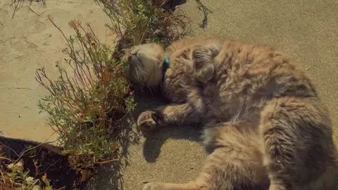 kitty cat #aesthetics #video #cinematography #cinematicshoot #cinematic #nature #videographer #fyp #foryoupage #foryou #views #Summer #summeraesthetic #summer2023 #calm #cat #catlover #cattok #cataesthetic #catcinematic #warm #aesthetic #catsoftiktok 