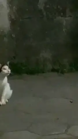 cr vid: @🎧 #foryou #kucinglucu #kucingngelirik