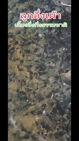 จากคนชอบกินอึ่งวันนั้น สู่คนเลี้ยงอึ่งวันนี้#คนเลี้ยงอึ่ง #ต้มอึ่ง #เลี้ยงอึ่งปากขวด #เลี้ยงอึ่งเผ้า #เลี้ยงอึ่งเผ้า #เลี้ยงอึ่งอุดร#เกษตรอินทรีย์ 