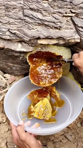 #nature #hunt #honeybee #honey #nepal #goviral #foryoupage #movieclips #foryou #wildlife #palace #bee 