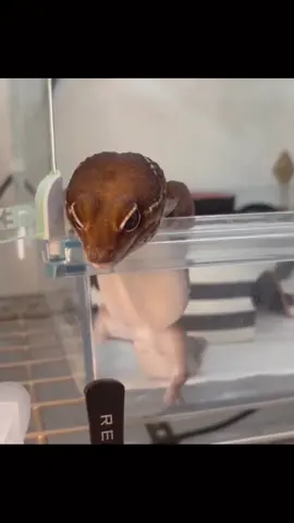 Nghỉ hè ăn cho mập cái thân 😆😆😆 #bòsát #🦎 #leopardgecko #thằnlằndabáo #milangecko #milangeckofarm 