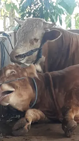 SIAPA BILANG SAPI TIDAK TIDUR? SAPI TIDUR PERTANDA SAPI ITU KENYANG. JIKA SAPIMU TIDAK TIDUR BERARTI SAPIMU MASIH LAPAR ALIAS KURANG KENYANG. FYI GAIS,, SAPI INI NAMANYA KEMIS