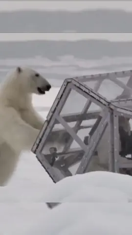 This is why you need a protective cage if you are filming polar bears in the Arctic😳 #polarbear #wildanimals #dangerous #nationalgeographic