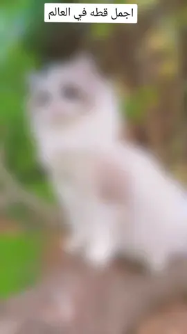 #fypシ اجمل قطه في العالم#خان #شيخون❤️🤍 
