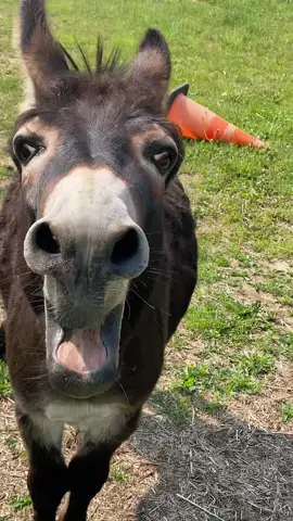 Henry had something urgent to say…anyone want to guess what it was?!? #fyp #henry #boggsfunnyfarm #fypシ #donkey #donkeyoftiktok #saturday 