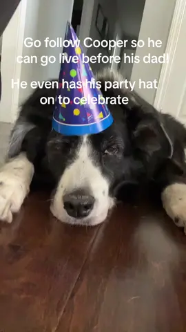 @Cooper 🐾  follow here! #followback #f4f #dog #bordercollie #newfoundland #following #bestboy #bariatricsurgery #bariatriccommunity #vsg #supportive 