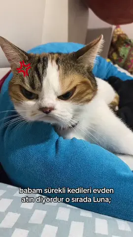 #keşfettiktokk #beniönecikar #hayvanlarısevin #PetsOfTikTok #animalsoftiktok #hayvansevgisi 