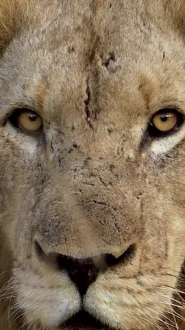 What Happens next : You cant stop someone who is hungry for better life , Lion. ::::-_____>^^<_____-::::#hungr #hungergames #lion #lions #kinglion #lionsking #lionkingsandqueens🦁👑 #bigcats  #bigcatsoftiktok #leopard # cheetahs                                                 #tiger #tigerking #tigerhunt #hunting #lion #lions #lionslover #liongate #liongateportal #lionsgate #lionsoftiktok #viraltiktok #viralvideo #viral #foryou #turkey #turk #china #usa_tiktok #usa #man #manchesterunited #londonlionsbasketball  #manchesterunited #londonlion #londontown #londontiktok #londonlife #dubai #dubai_dxb_uae #abudahbi #qatar #qatar🇶🇦 #saudi #kuwait #bahrain🇧🇭 #oman🇴🇲 #tigerlover #tigerking #foryoupage #foryourpage #foryoupageofficiall #arsalan #arsalannoori07 #alpha #asad #alasad #ali #kahbib #kahalid #kahlid #iamking #viraltiktok #viral #viralvideo#china #usa🇺🇸 #ukraine🇺🇦 #russia🇷🇺 #dubai #dubai🇦🇪 #uae #uae🇦🇪 #leopard #amur #cheetahs #Dubai #malaysia #singapore #singaporetiktok #KL #lionelmessi #lioness #lionelmessi10 #foryou #foryoupage #saveplanet #saveearth🌍 #savebirds #savenature_savelife_🌱🌿 #saveanimals #savebigcats 