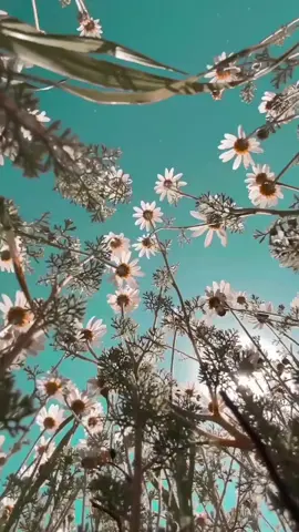 #keşfet #tiktok #reels #guzelvideolar #fyp #guzelsozler #aşk #anlamlıvideolar #beniöneçıkart #keşfetteyizzz 