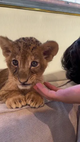 “NALA” Our 4 Week Old Lioness.  #lions #bigcat #babylion #doha #qatar #yacht #dohaqatar #Lionesses 