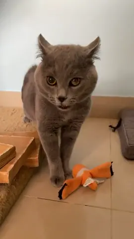Cute Cat meowing 🥰😻🐱 #cat #meowing #cutecat #meow #catmeow #fypシ 