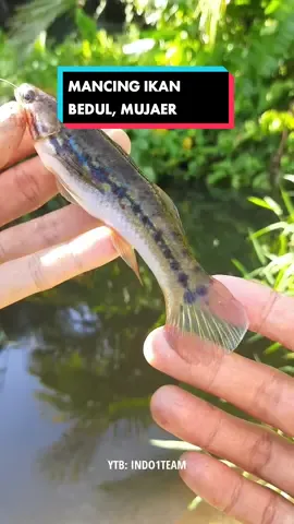 Membalas @yogaplo6660 mancing di spot pertigaan air, dapat ikan bedul, mujaer, betok langsung digoreng🤤#ikanbedul #bedul #mancing 