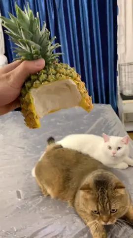 #cat The cat wears a pineapple hat.