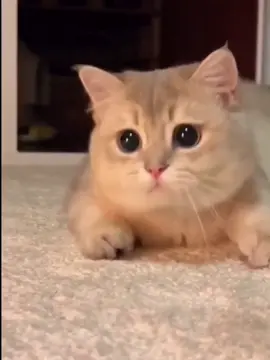 #Pet #CutePet #Cat #cuteanimals 