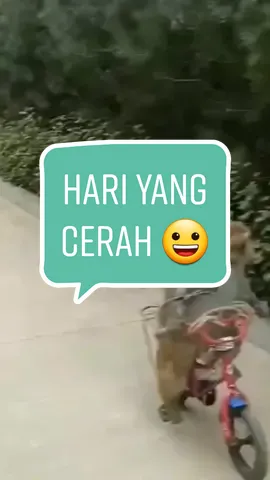 Otw jemput kamu 😀#lucu #TikTokImpact #fypシ #funny #meme #prank#animalsoftiktok 