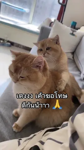 เทอออ เค้าผิดไปแล้วค้าบบบ #ทาสแมว #เอาขึ้นหน้าฟีดที #fyp #psn2727 #สัตว์โลกน่ารัก #คลิปแมวน่ารัก 