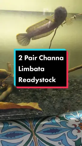 2 pair Channa Limbata readystock sobatt 😁 baram comey2 ni 🤭 minat kasi deringg 🔥🔥 #ajbettamache #channalimbata #channa #limbata #ChannaLimbata #channamalaysia🇲🇾 #fyp 