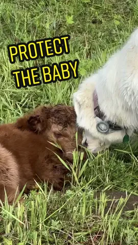 Replying to @Amy Gauthier990 Amy and her littlest calf. The calf needs a name that starts with a “B” #workingdogs #livestockguardiandogs #livestockguardiandog 