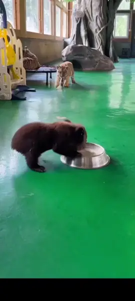 Baby 🐯🐻#cute #animals #fyp #foryou 