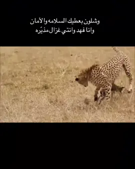 #سفر_الدغيلبي  #خالد_ال_بريك  القريب البعيد جيت كلي #عشوائيات  #fyp #foru #explore #شيلات  #شيلة  #غزال #الفهد #الوصف 