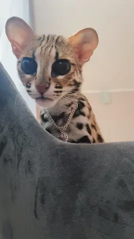 X files #cat #cats #catsoftiktok #baby #catslovers #asianleopardcat #world 