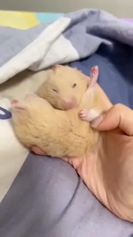 put on a pose before bedtime!#hamster #hamsters #hams #foryou #ハムスター #الهامستر #хомяк #pet #cute #funny #sleep 