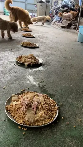 meal time#resquedog #dogs #straydogs #doglover #dogshelter 