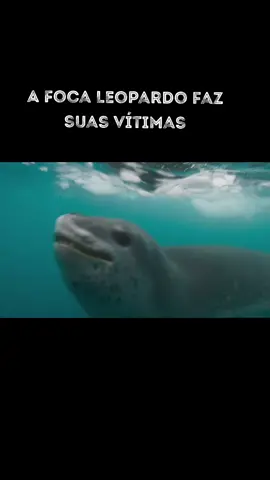 Foca Leopardo. #vidaanimal #animaisselvagens #documentarios #animaismarinhos #documentary #animaisincríveis #mundoanimal #naturezaselvagem #naturezaselvagem #focas #animaisdotiktok #documenseries 