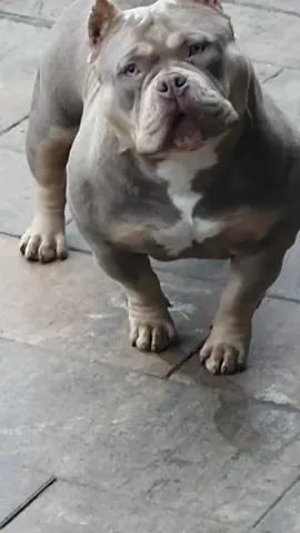 I told her the name of the male she will be breed to and this was the feedback 😅.Changing my mind is a must now 😜. COLOR BOMB BULLIES URSELA #lilactri,  #pocketbully , #americanbully #colorbomb #