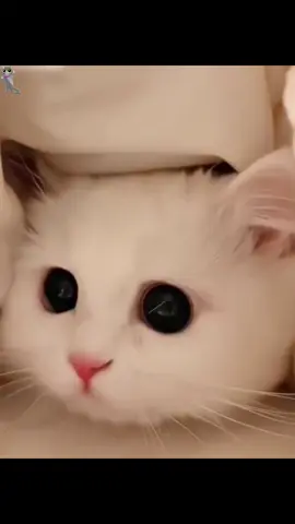 cute cats🥰🥰#cute #cutecat #kucing #kucinglucu  #pet #cutepet #cutedog #PetsOfTikTok #petlover #trending #fyp #foryourpage #capcut #Love #animals #cuteanimals