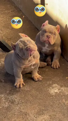 Do you like Bulldog and their so helpless expressions? Share with us your thoughts #bulldog #bulldogs #dogs #funnydog