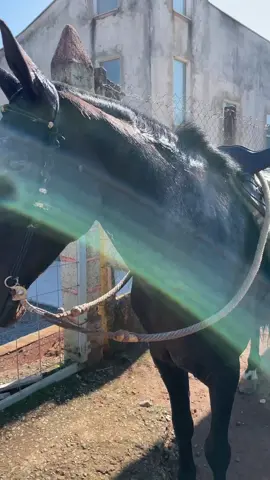 Hoje foi dia de repasso, sem musicas no video, apenas escutar as ferraduras cantando🔊🎼❤️‍🔥 .ate FERVEU! Hj kkkkk TRÓIA  .#mangalargamarchador #marchapicada #cavalo #cavaleada #cavalgada #amorporcavalos🐎 .