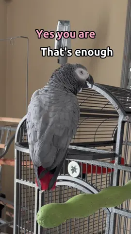 Giz went up another level on the sass chart!! I love his back chatting 😅 #gizmothegreybird #gizmosjourney #funnyparrot #talkingparrot #africangrey #gizmo 