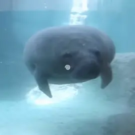 FUN FACT: manatees physically cannot be mean, they don’t have the gene in their brain! :D #manatee #manatees #cute #ocean #sea #cutebaby #oceanlife #cuteanimals #cuteanimal #oceanaesthetic #aesthetic #Love #fyp #xyzbca 