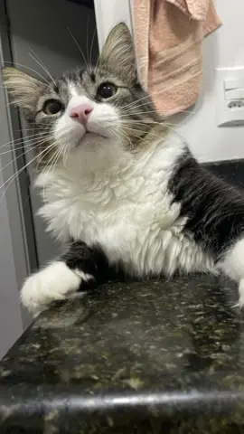 Eu acho que eu vi um gatinho 😻#CapCut #gatostiktok #gatosengraçados #viral #foryou #fyp #vaiprofycaramba 