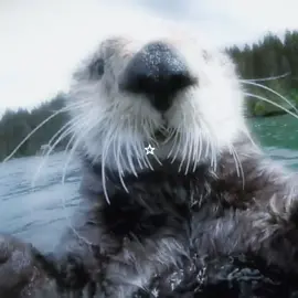 FUN FACT: otters hold hands so they don’t drift away from eachother. when other otters aren’t around, they wrap themselves in seaweed to stay anchored!! 🫧 ‹𝟹  #otter #otters #seaotter #seaotters #riverotter #riverotters #cute #ocean #sea #river #cutebaby #oceanlife #riverlife #cuteanimals #cuteanimal #oceanaesthetic #aesthetic #Love #fyp #xyzbca 