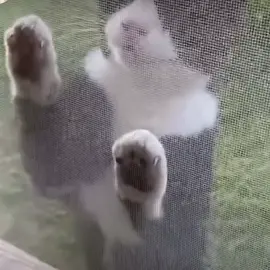 he's singing 😺🎤 #wawa #wawacat #wawawa #fypシ #catsinging #cute #cutecat 