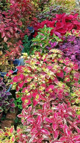 Warna warni di laman rumahku 🥰 #pokokatiati #pagiyangindah #anaknogori 