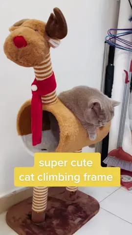 #B2B #cat #catclimbingtree 