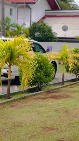 ආසම වාහනේ මොකක්ද🥵🥺🔥 #landcruiser #discovery #hilux #chr #foryou #ronal #friends #viral 