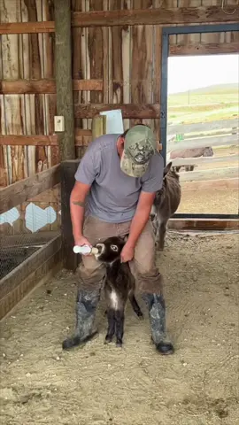 Fighting for every meal #babyminidonkey #bottlefedbaby #minidonkeylife #newborndonkey #pocketsized #ranchlifeforever #heehaw 