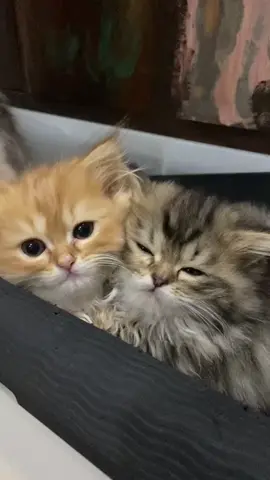 #kitten#kittensoftiktok#cats#catsoftiktok#kucing#kucinglucu#kucingtiktok#cipung#cipungrayyanza#anakkucing#foryou#foryoupage#fyp#fypシ#bts#twice#blackpink#jokowi 