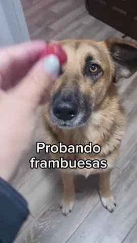 Buscando un alimento que Vespa rechace. Las frambuesas se pueden usar de snack saludable en pequeñas cantidades. Esto es humor, Akira es una santa, no me hagáis ni caso 🤣 #frambuesa #perro #perros #perrosprobandoalimentos #perrosprobandocomida #muyricoquéera #Vespa #Wilma #Arena #Akira #conversaciones 