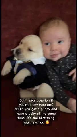 Puppy and baby at the same time? Crazy or genius… make up your own mind 🐶👶 #puppy  #baby #dog  #labrador  #BestFriends #kidsanddogs 