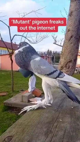 The creature is believed to be an English Pouter pigeon. Their unusual appearance is reportedly a result of many years of selective breeding 🎥: pigeonstv #fyp #shocking #viral #viralvideo #bird #pigeon #scary #foryoupage 