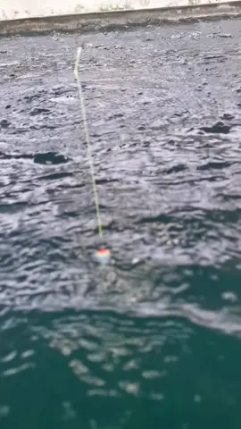 Best Pelampung UdangGalah Terpilih. #udanggalah #udang #udangadik #pelampungpancing #pelampungudangalah #fyp #fyr 