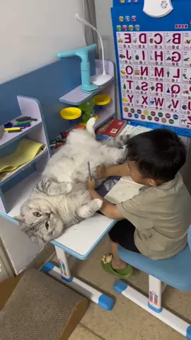 #pet #funny #funnyvideos #cat#cute #fyp