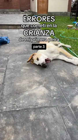 Parte 3 de muuuuuchas  #perros #mascotas #reactividad #reactividadcanina #cachorros 