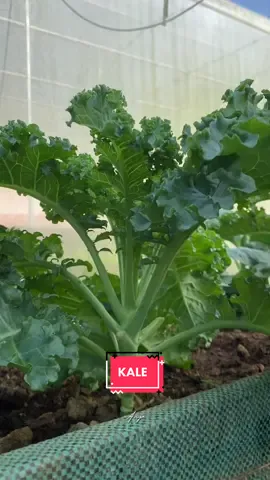 เก็บผักเคลส่งลูกค้ากัน ตั้งใจปลูกไว้กินเอง สรุปตอนนี้มีเท่าไหร่ก็ไม่พอละ ขอบคุณงับ🙏🏻 #เคล #Kale #เกษตรอินทรีย์ #organic 